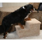 2-step carpeted Big Dog steps with dog