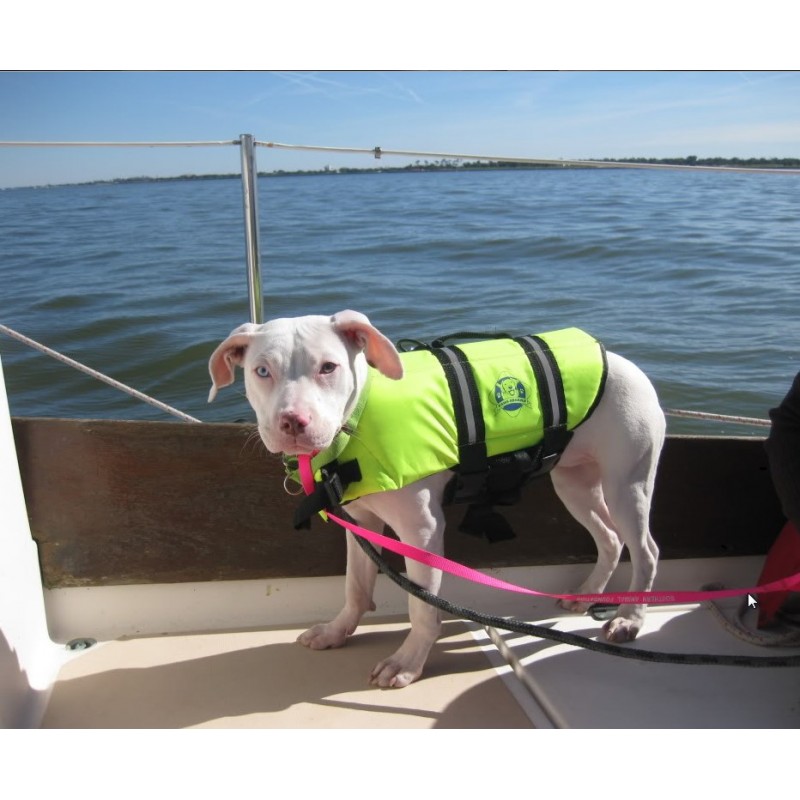 pitbull life jacket