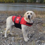 Travelin'K9 Pup Guard Dog Life Jacket on Dog