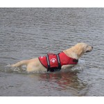 Travelin'K9 Pup Guard Dog Life Jacket on Dog testing the waters
