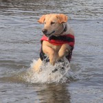Travelin'K9 Pup Guard Dog Life Jacket on Dog playing in the river
